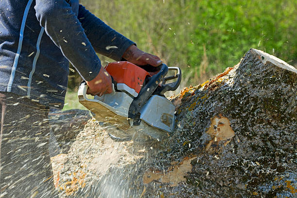 Residential Tree Removal in Neenah, WI